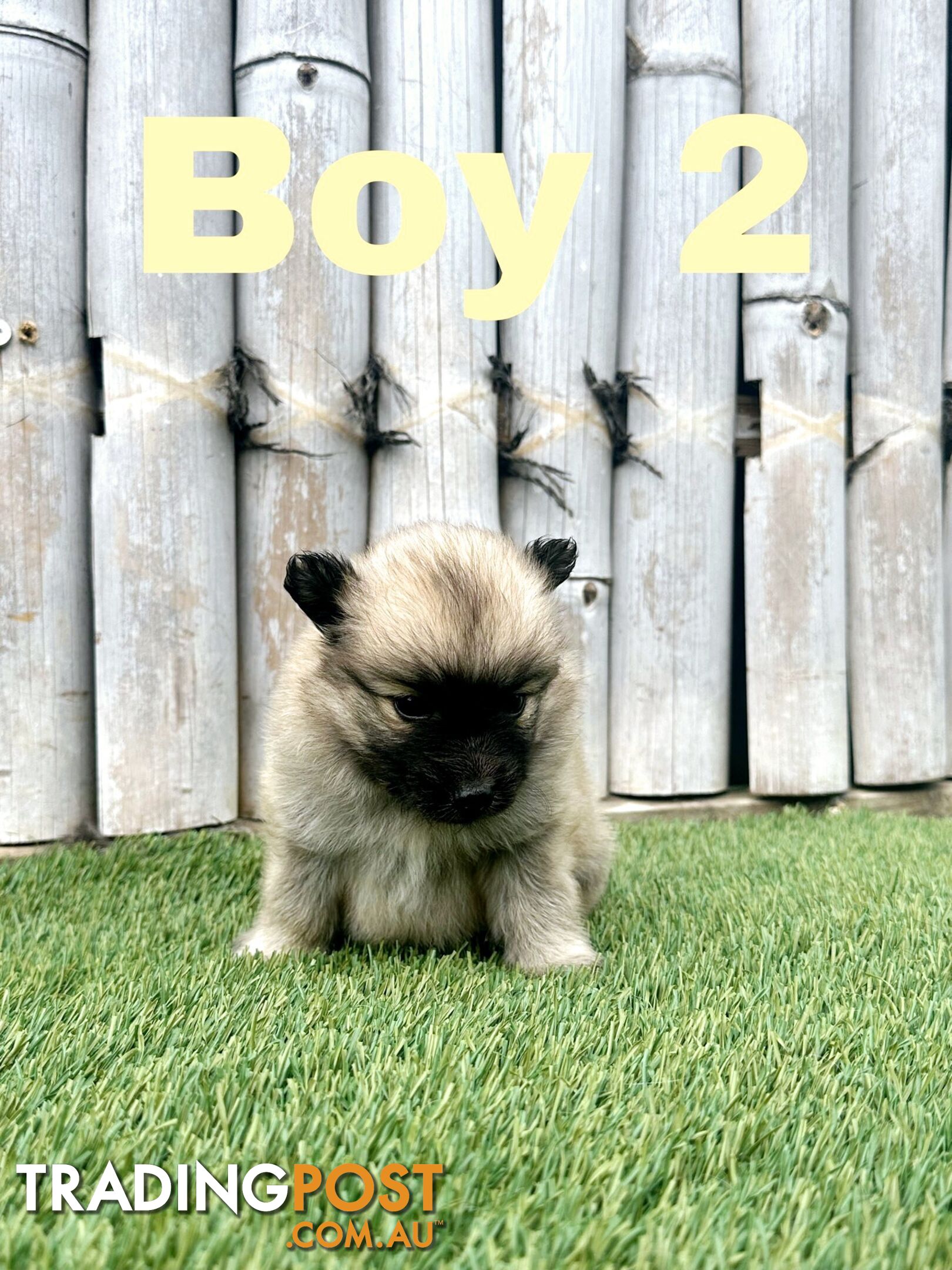 Gorgeous Spitz x Aussie Pom Pups ❤️ Ready to be homed this week!