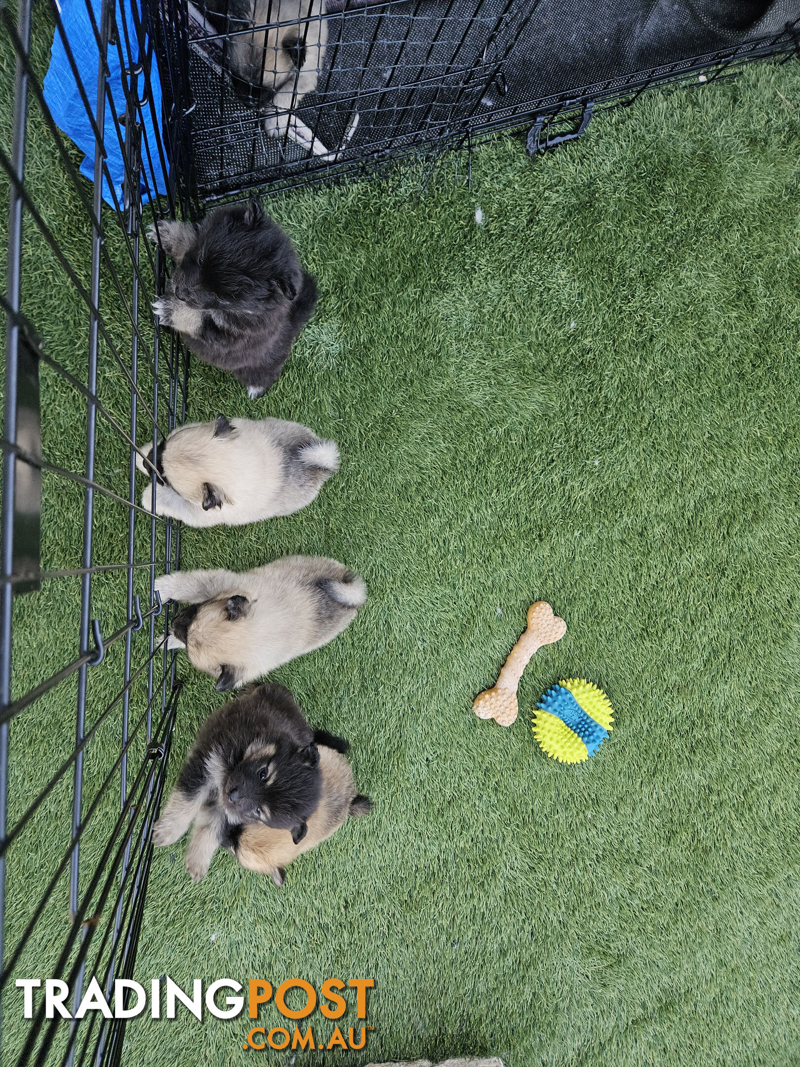 Gorgeous Spitz x Aussie Pom Pups ❤️ Ready to be homed this week!