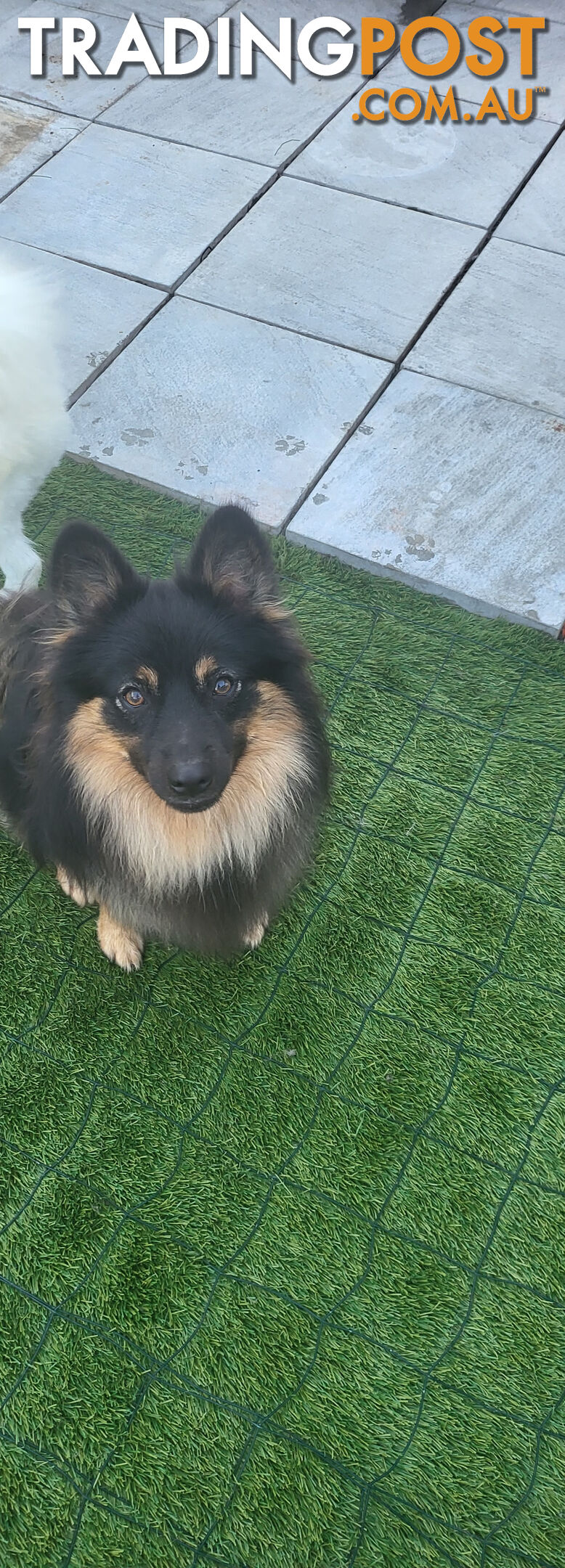 Gorgeous Spitz x Aussie Pom Pups ❤️ Ready to be homed this week!