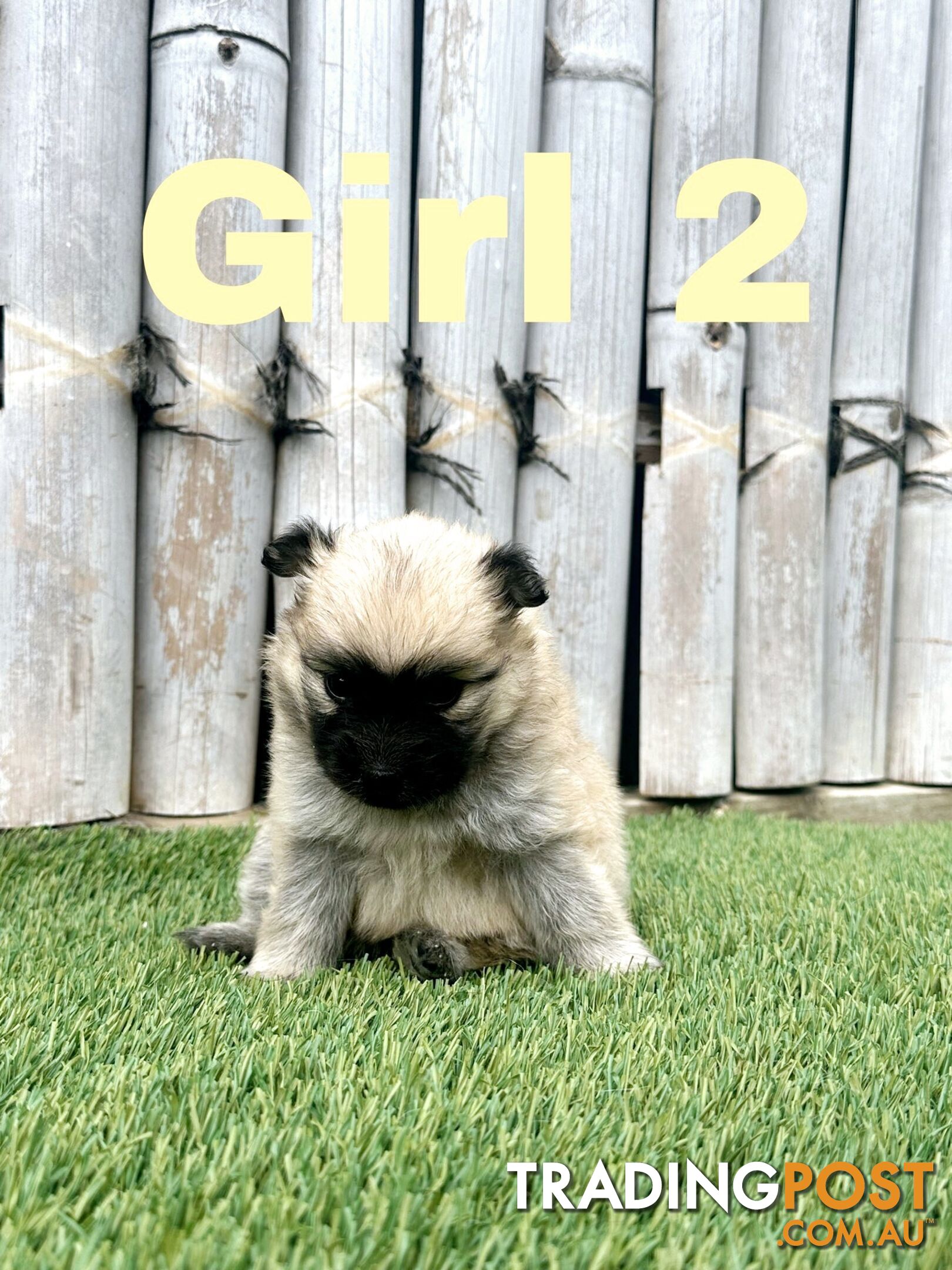 Gorgeous Spitz x Aussie Pom Pups ❤️ Ready to be homed this week!