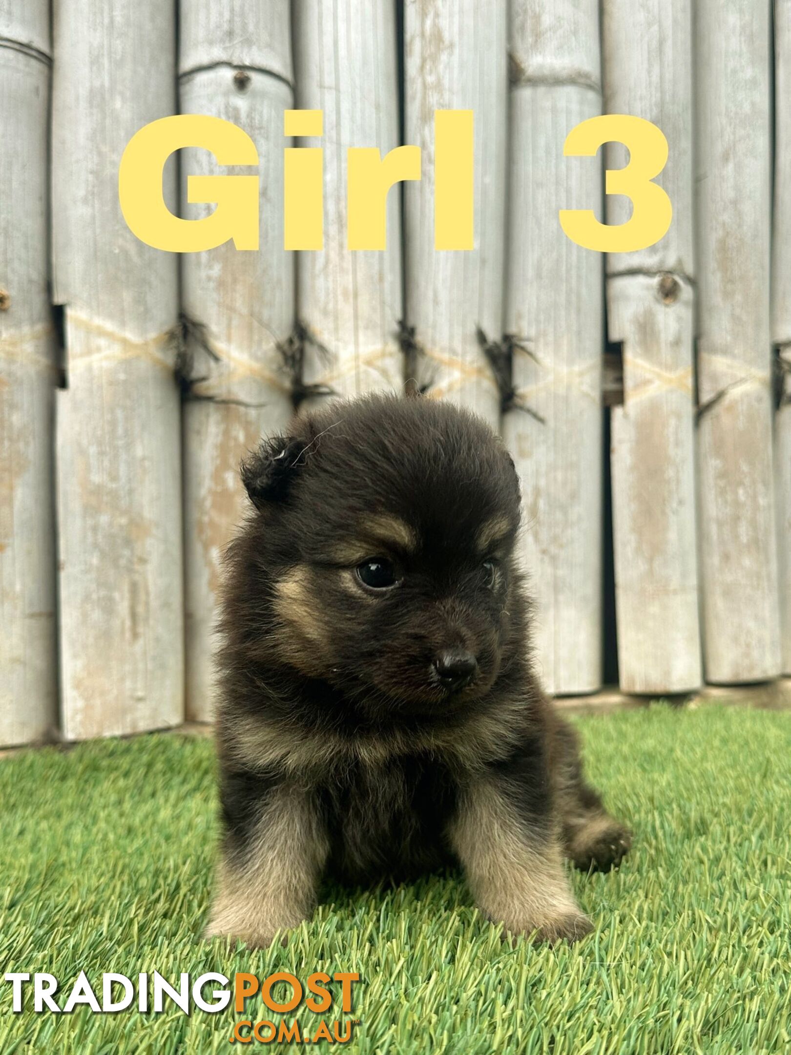 Gorgeous Spitz x Aussie Pom Pups ❤️ Ready to be homed this week!