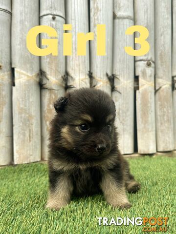 Gorgeous Spitz x Aussie Pom Pups ❤️ Ready to be homed this week!