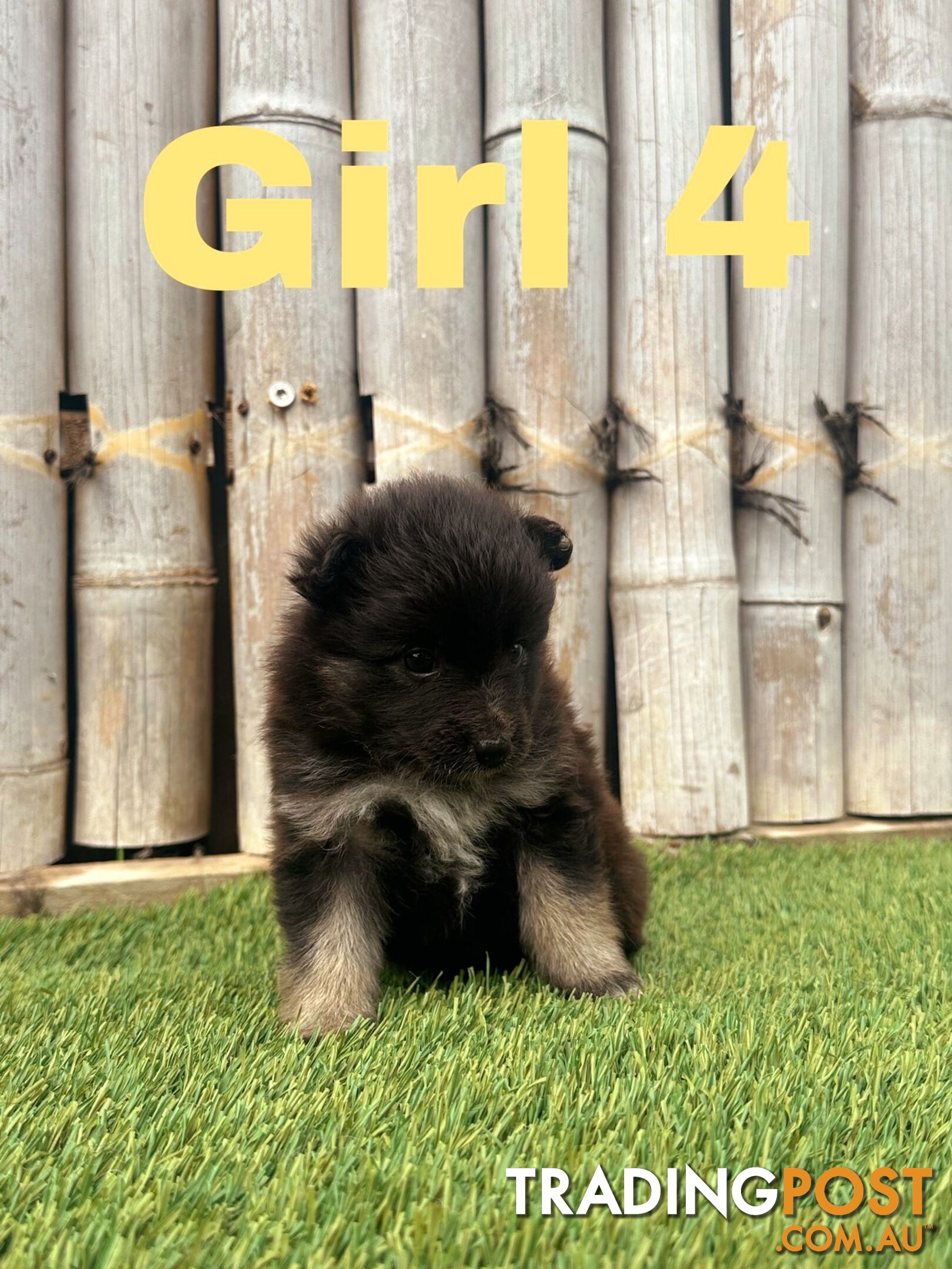 Gorgeous Spitz x Aussie Pom Pups ❤️ Ready to be homed this week!