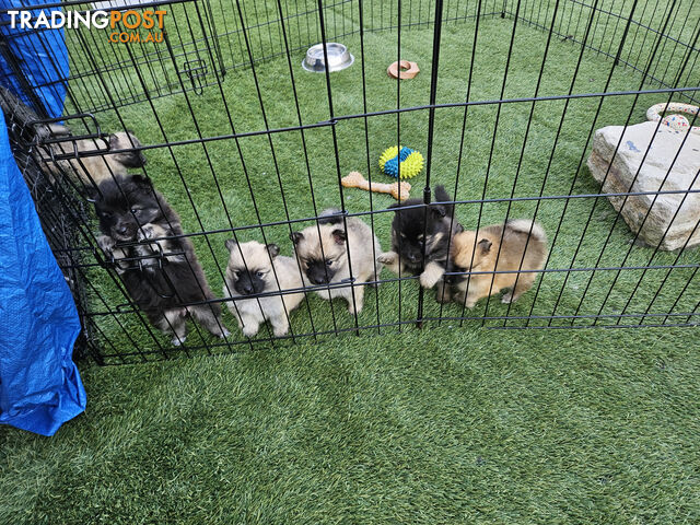 Gorgeous Spitz x Aussie Pom Pups ❤️ Ready to be homed this week!