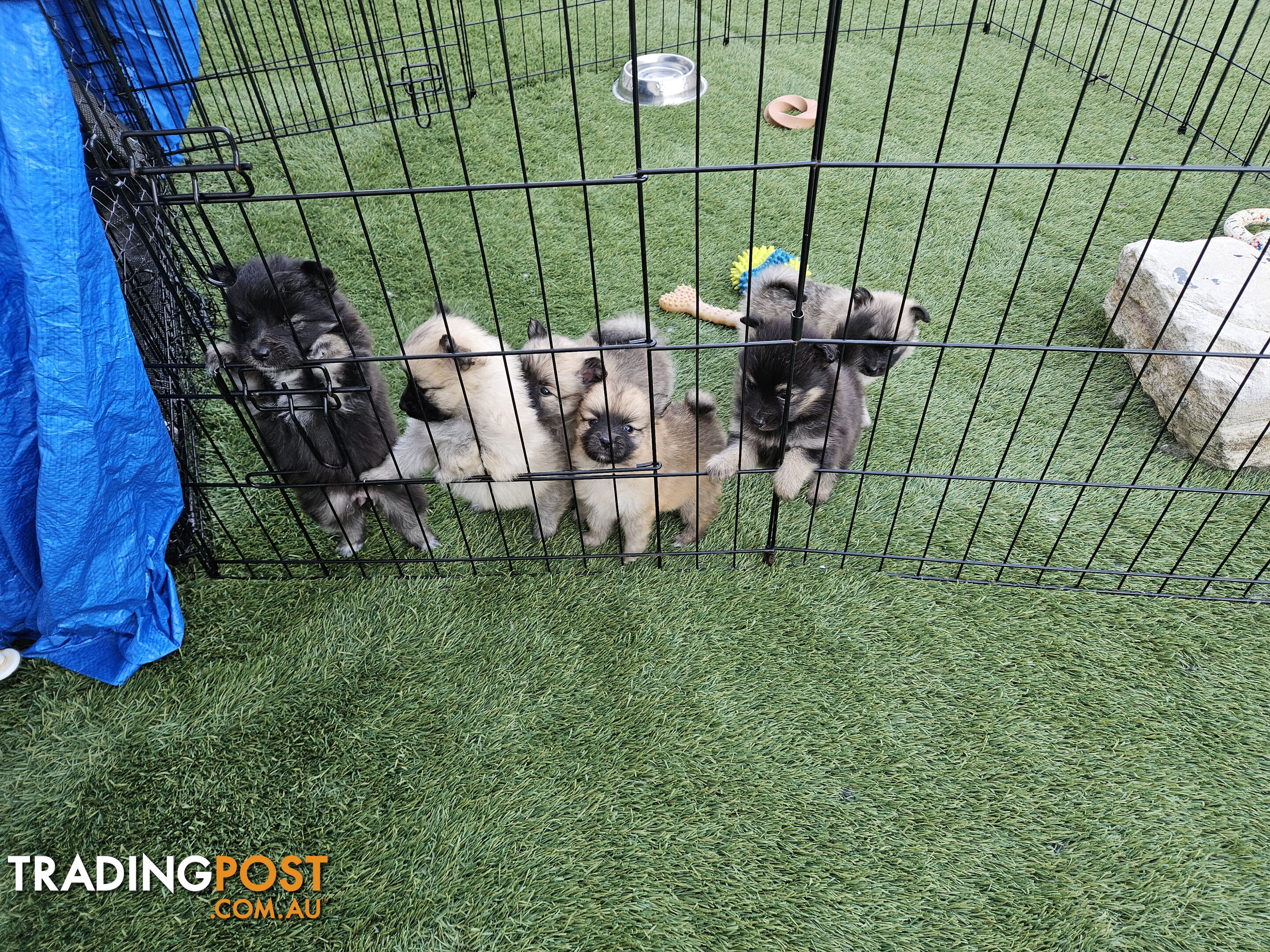 Gorgeous Spitz x Aussie Pom Pups ❤️ Ready to be homed this week!