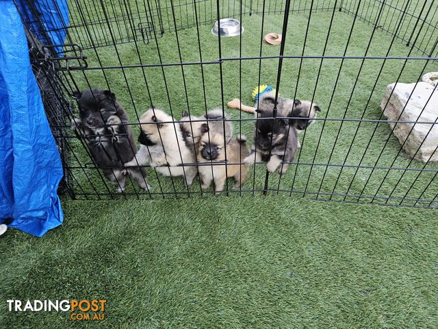 Gorgeous Spitz x Aussie Pom Pups ❤️ Ready to be homed this week!