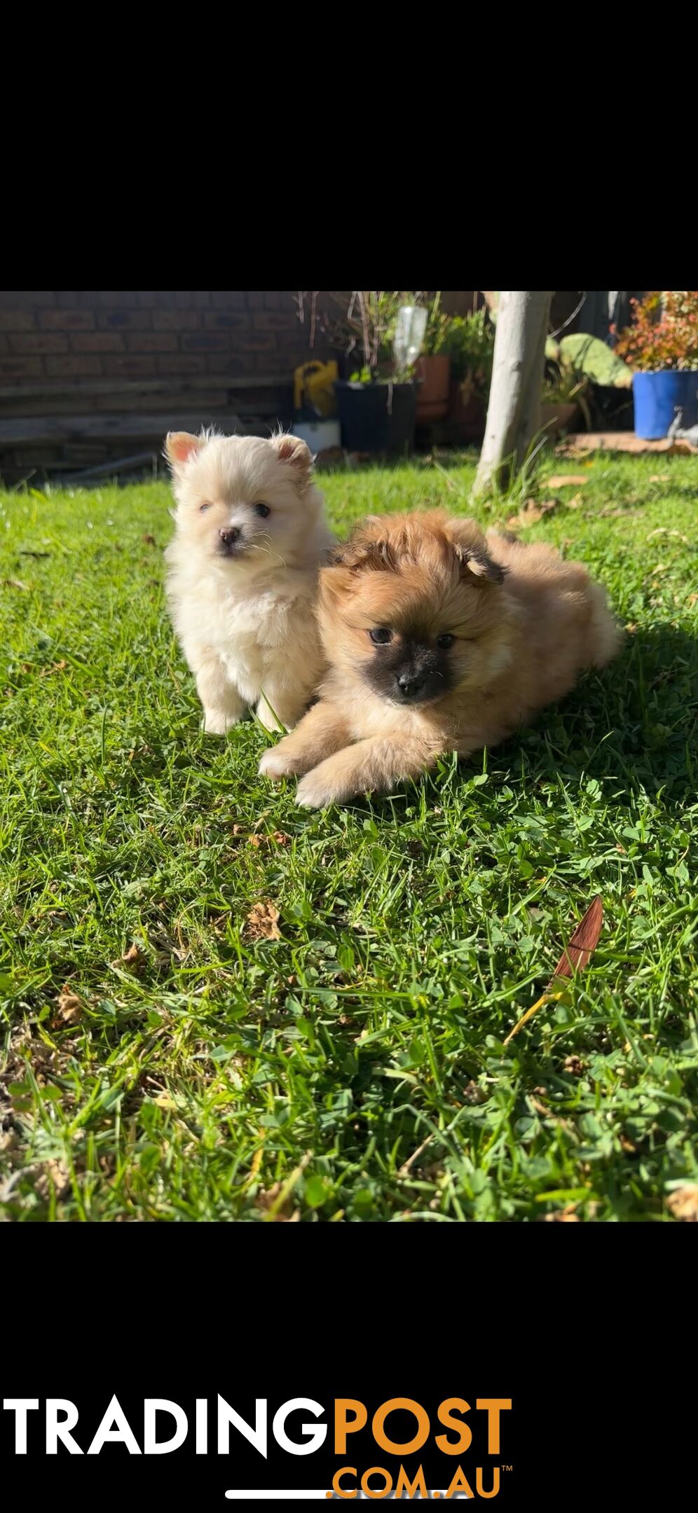 Pomeranian Puppies