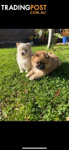 Pomeranian Puppies