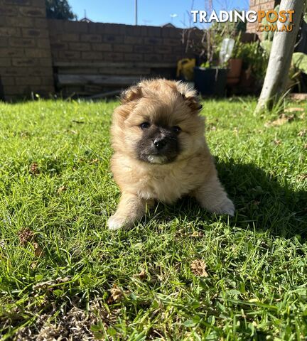 Pomeranian Puppies