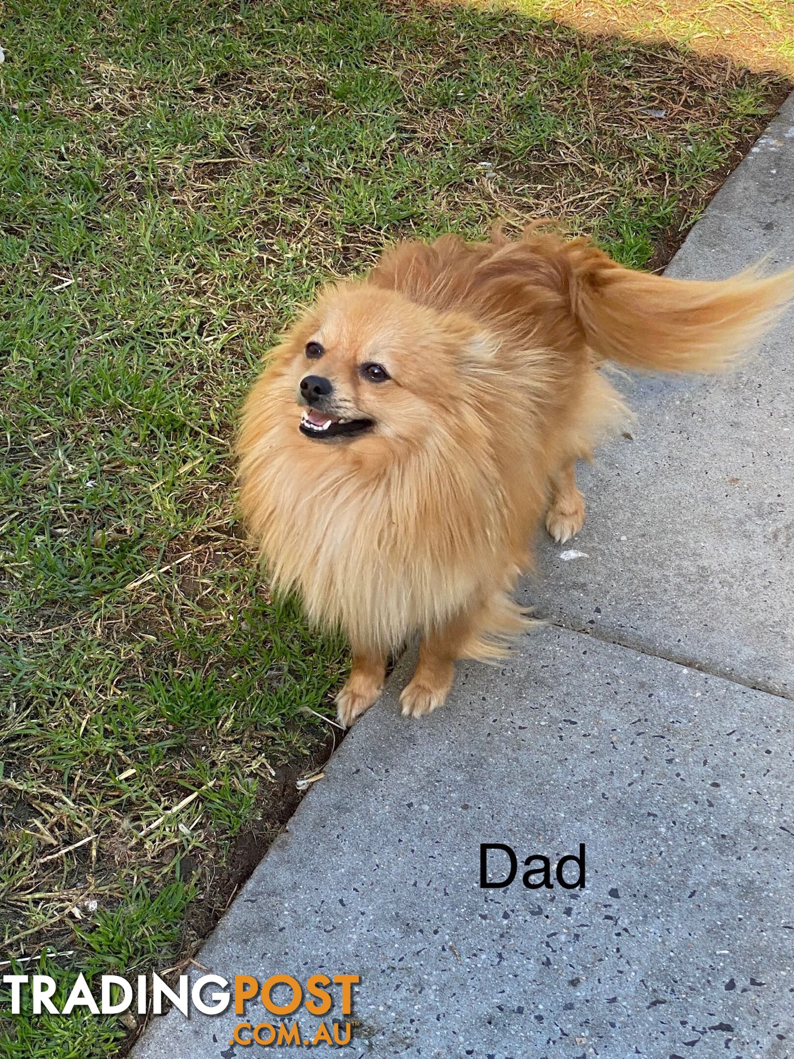 Pomeranian Puppies