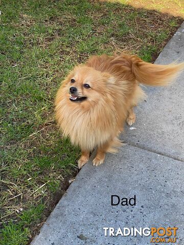 Pomeranian Puppies