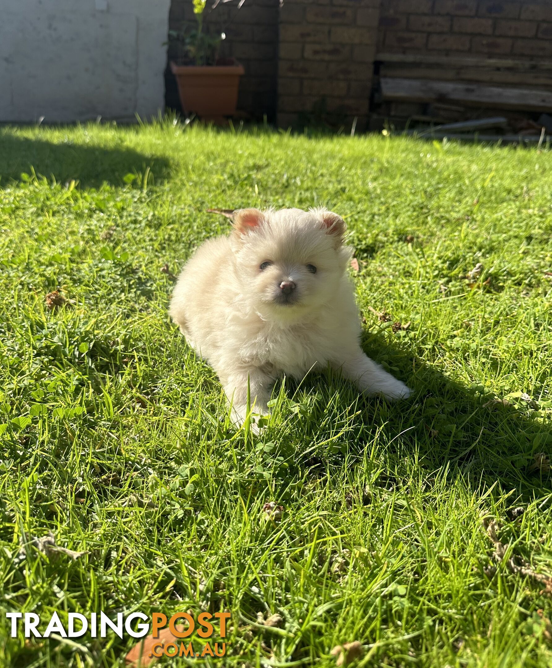 Pomeranian Puppies