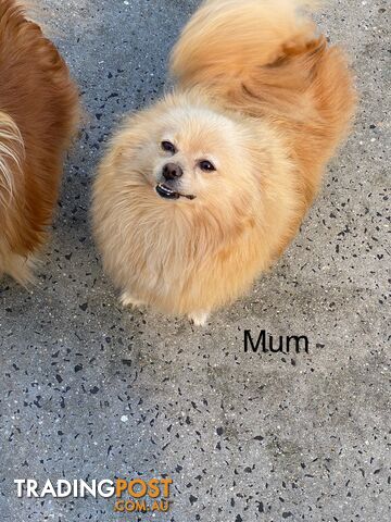 Pomeranian Puppies