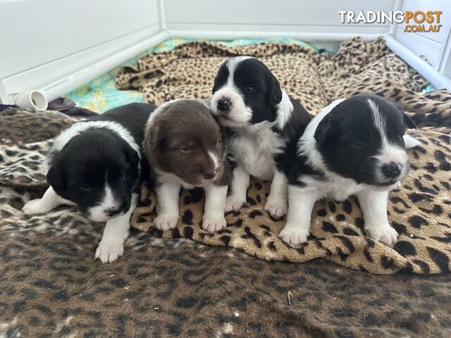 Purebred Border Collie Puppies