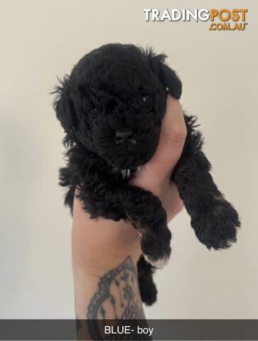 Toy poodle pups