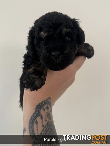 Toy poodle pups