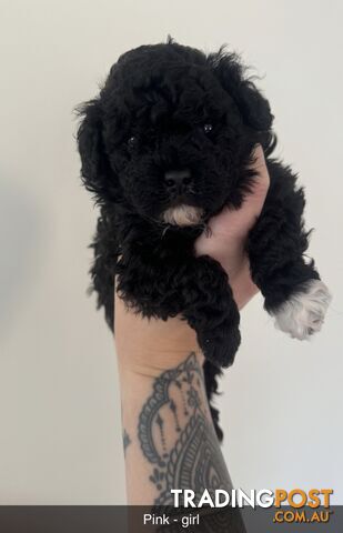 Toy poodle pups