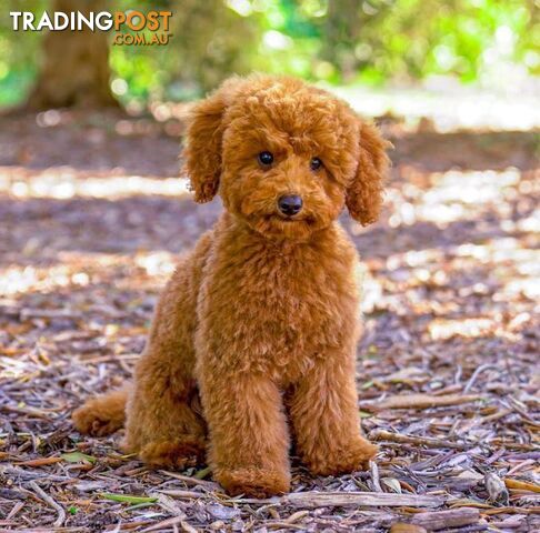 Pure Toy Poodle Puppies