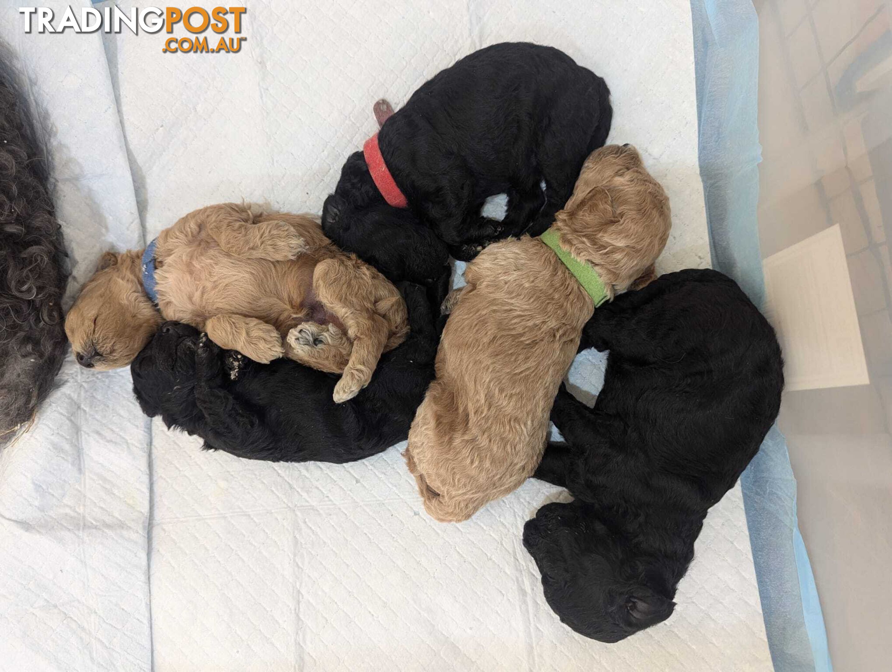 Pure Toy Poodle Puppies