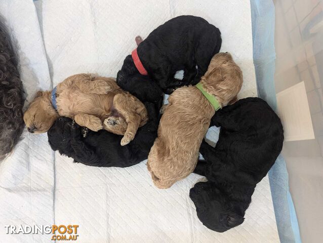 Pure Toy Poodle Puppies