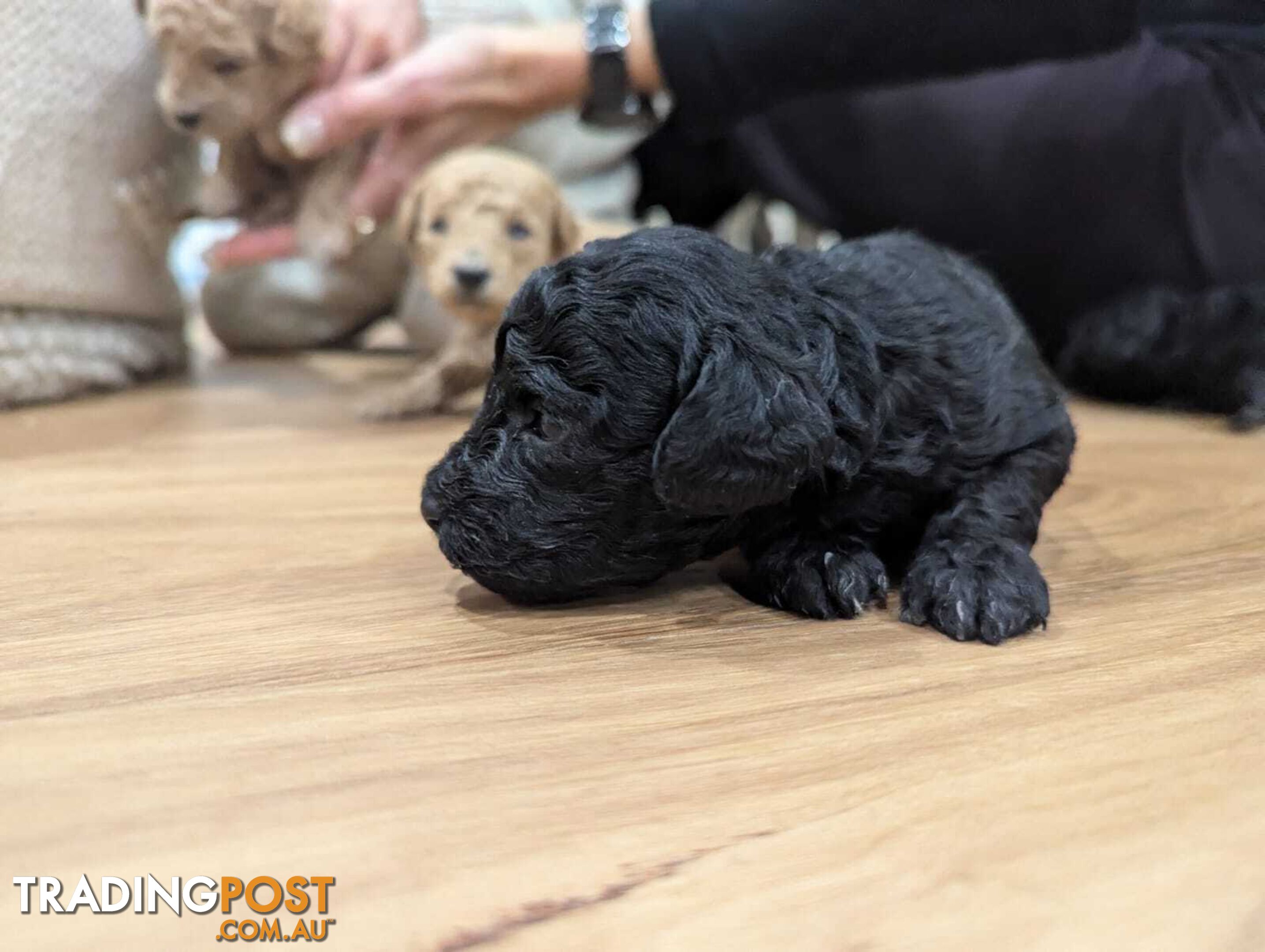 Pure Toy Poodle Puppies