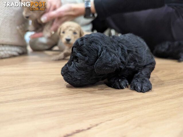 Pure Toy Poodle Puppies