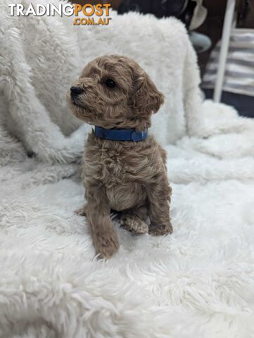 Pure Toy Poodle Puppies