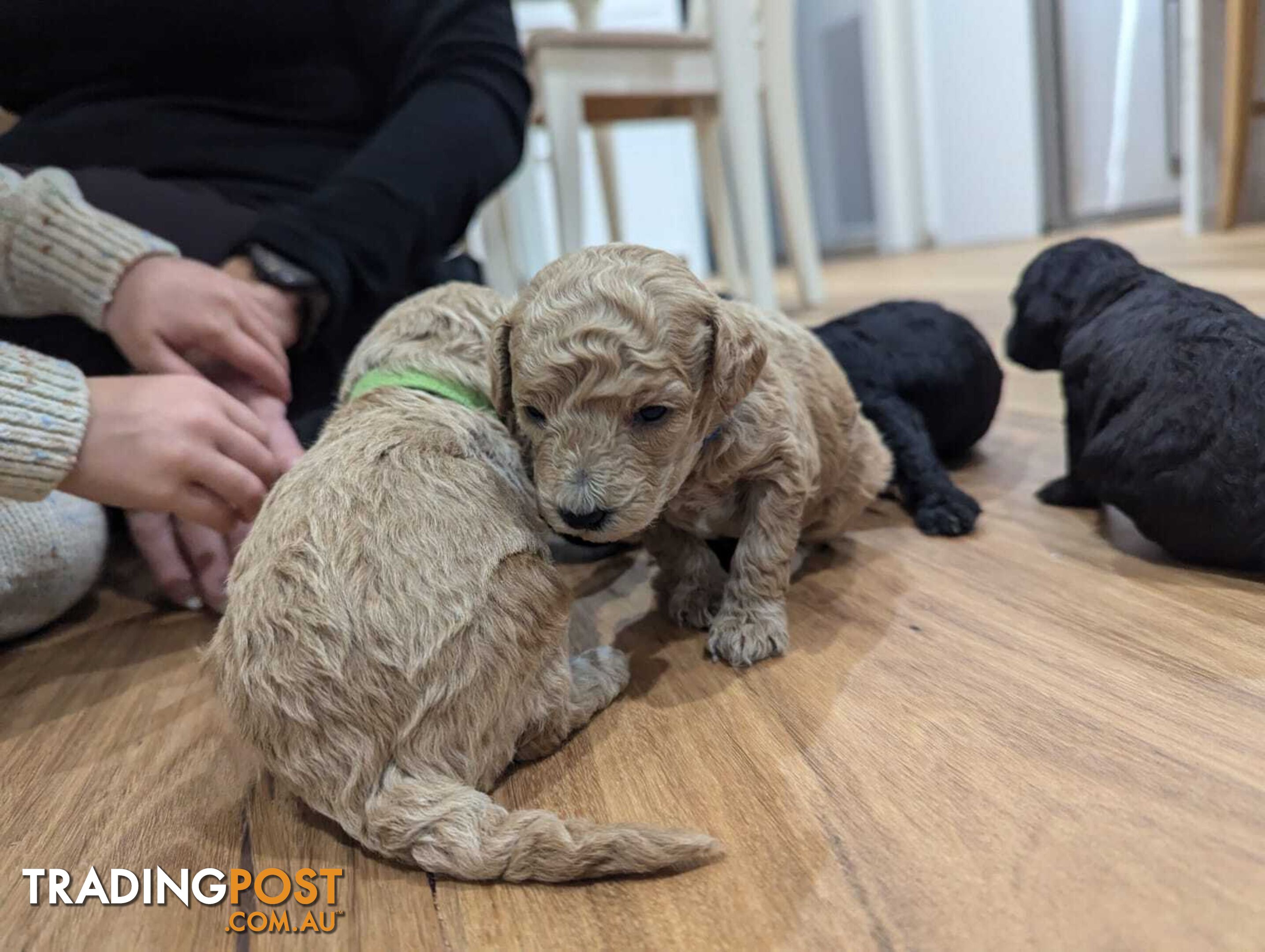 Pure Toy Poodle Puppies