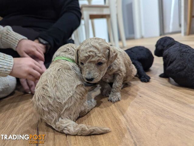 Pure Toy Poodle Puppies