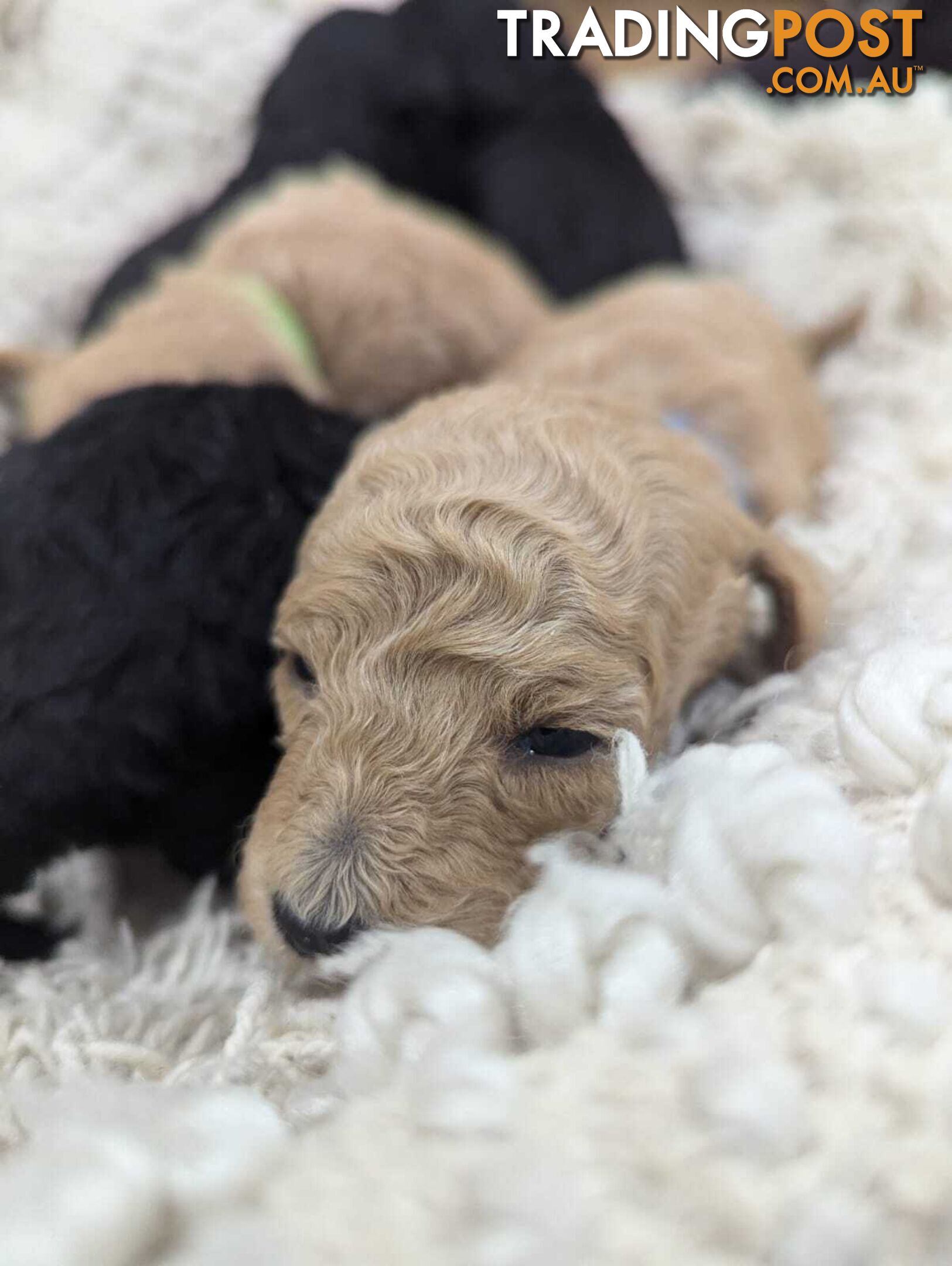 Pure Toy Poodle Puppies