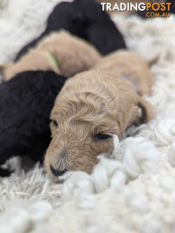 Pure Toy Poodle Puppies