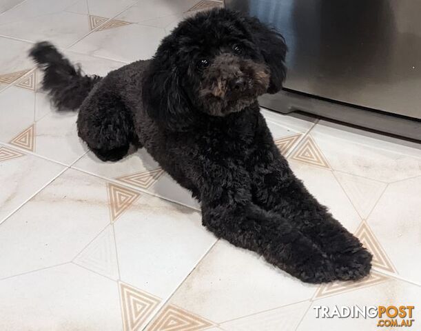 Pure Toy Poodle Puppies