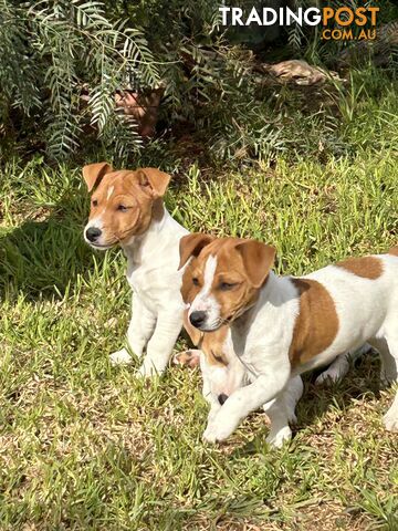 Mini Foxie Jack Russell