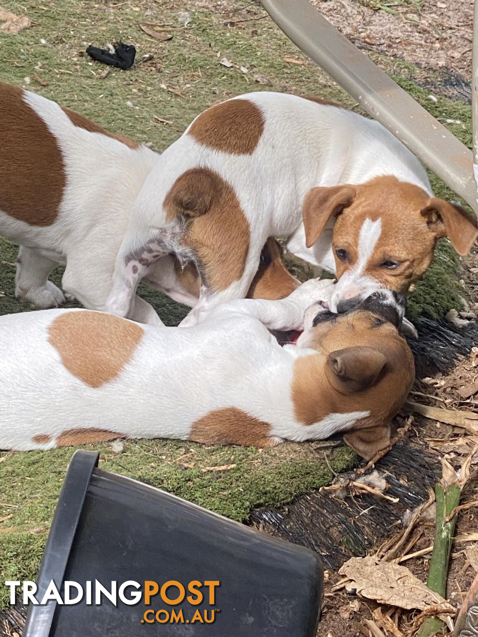 Mini Foxie Jack Russell