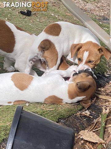 Mini Foxie Jack Russell