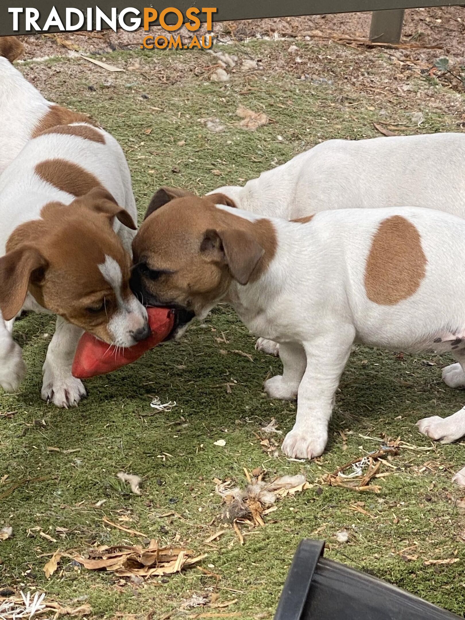 Mini Foxie Jack Russell