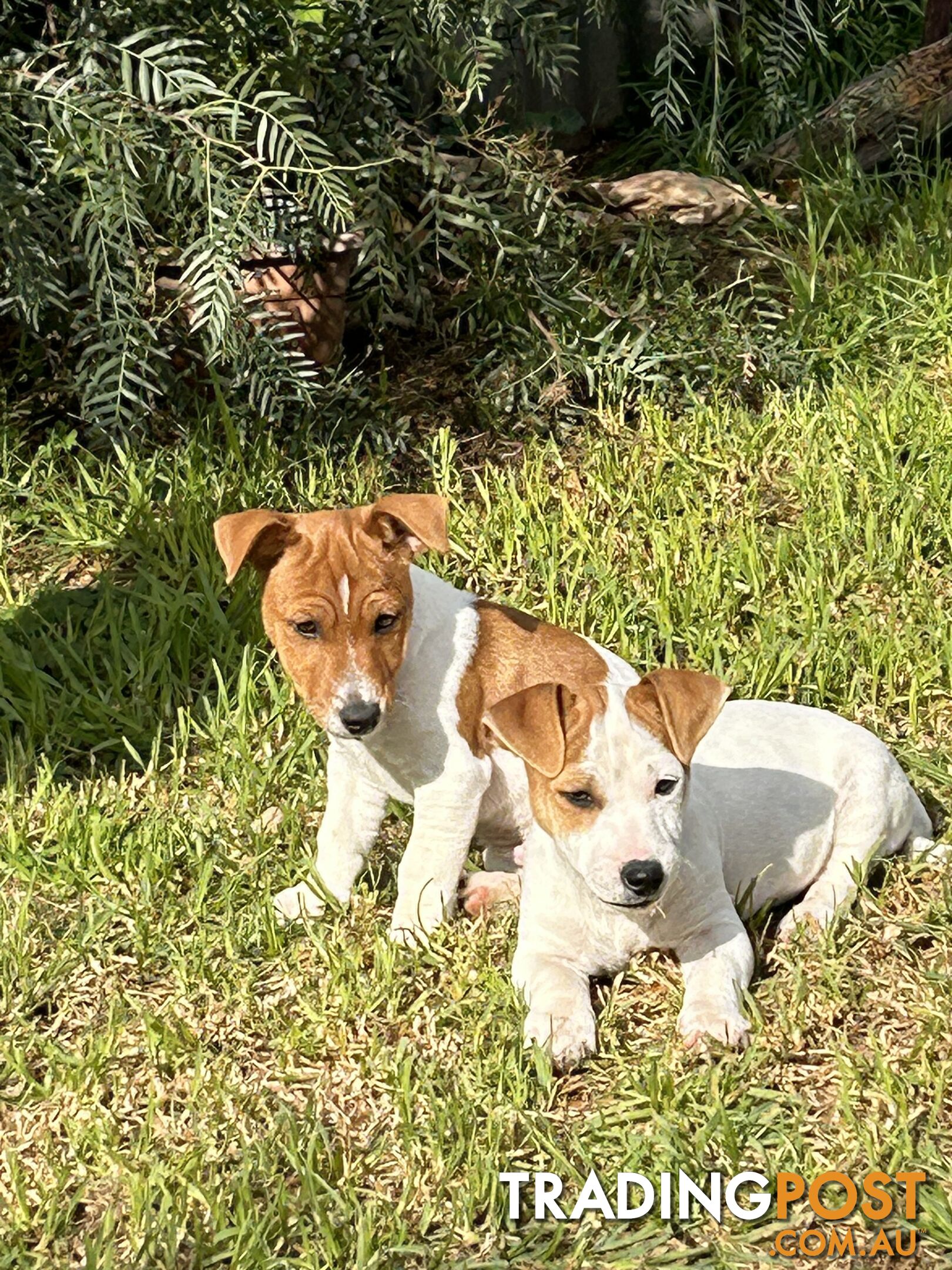 Mini Foxie Jack Russell