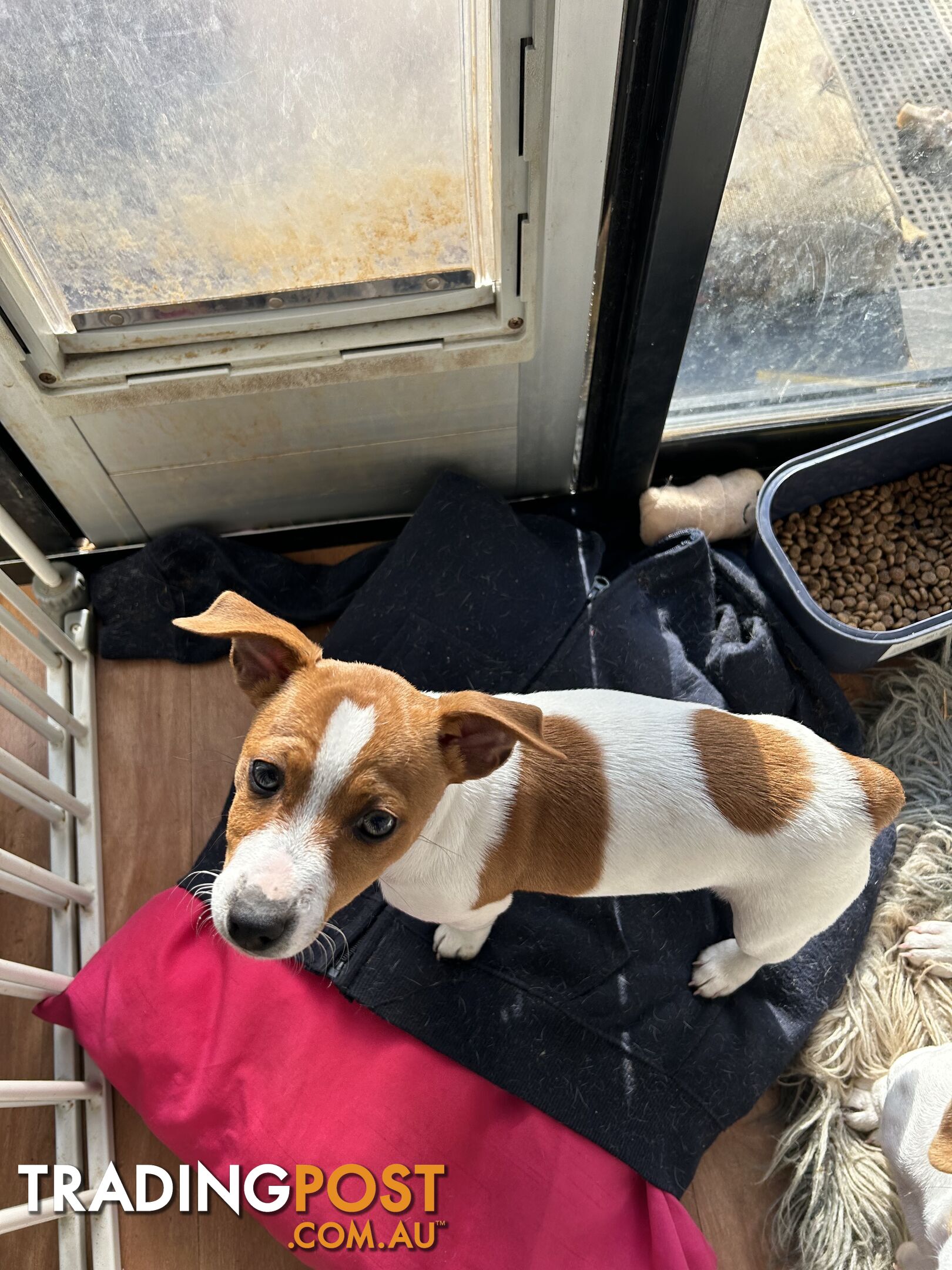 Mini Foxie Jack Russell