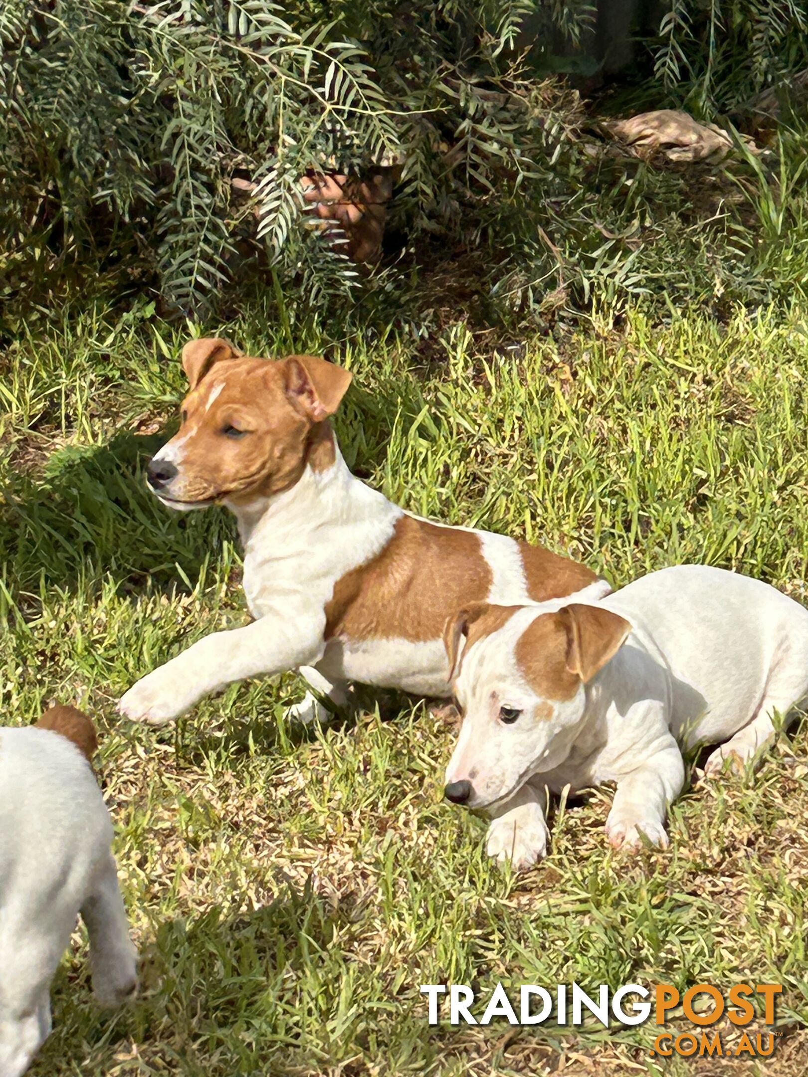 Mini Foxie Jack Russell