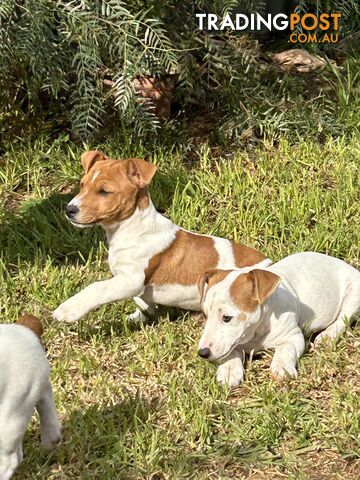 Mini Foxie Jack Russell