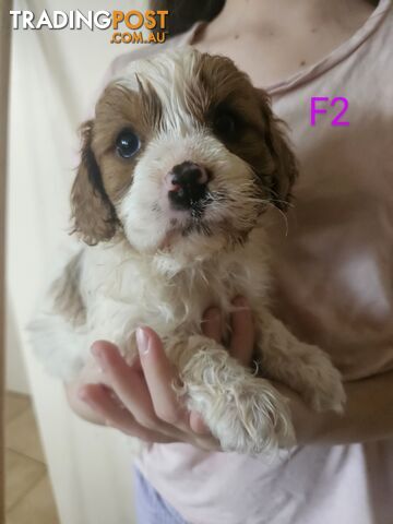 Toy Cavoodles Ready to Go