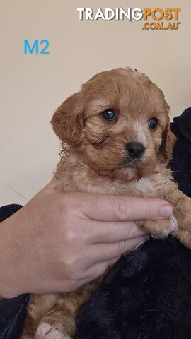 Toy Cavoodles Ready to Go