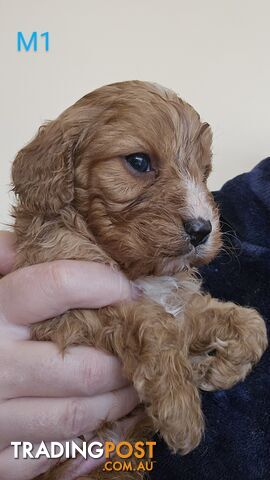 Toy Cavoodles Ready to Go