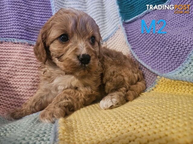 Toy Cavoodles Ready to Go