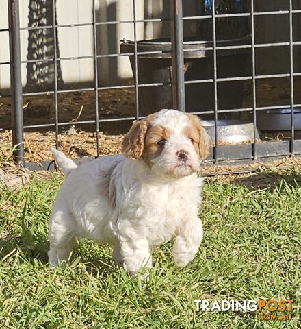 Toy Cavoodles Ready to Go