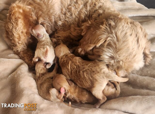 F1B Cavoodle Puppies