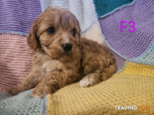 Toy Cavoodles Ready to Go