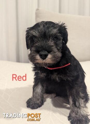 Miniature Schnauzer Puppies - Available from Thursday 1st August