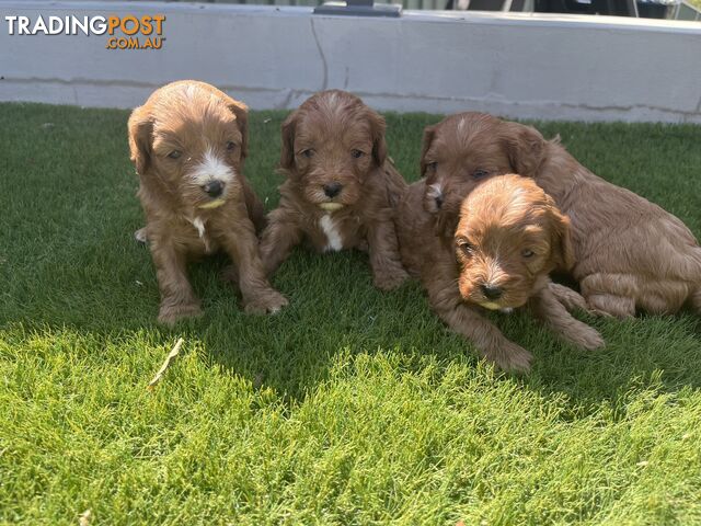 Cavoodle puppies