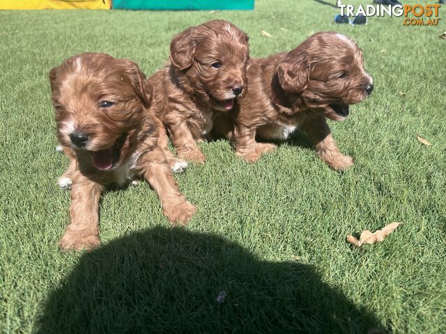 Cavoodle puppies